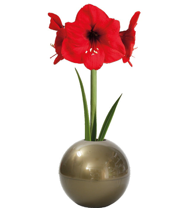 1 kpl Amaryllis X-Mas Ball Gold