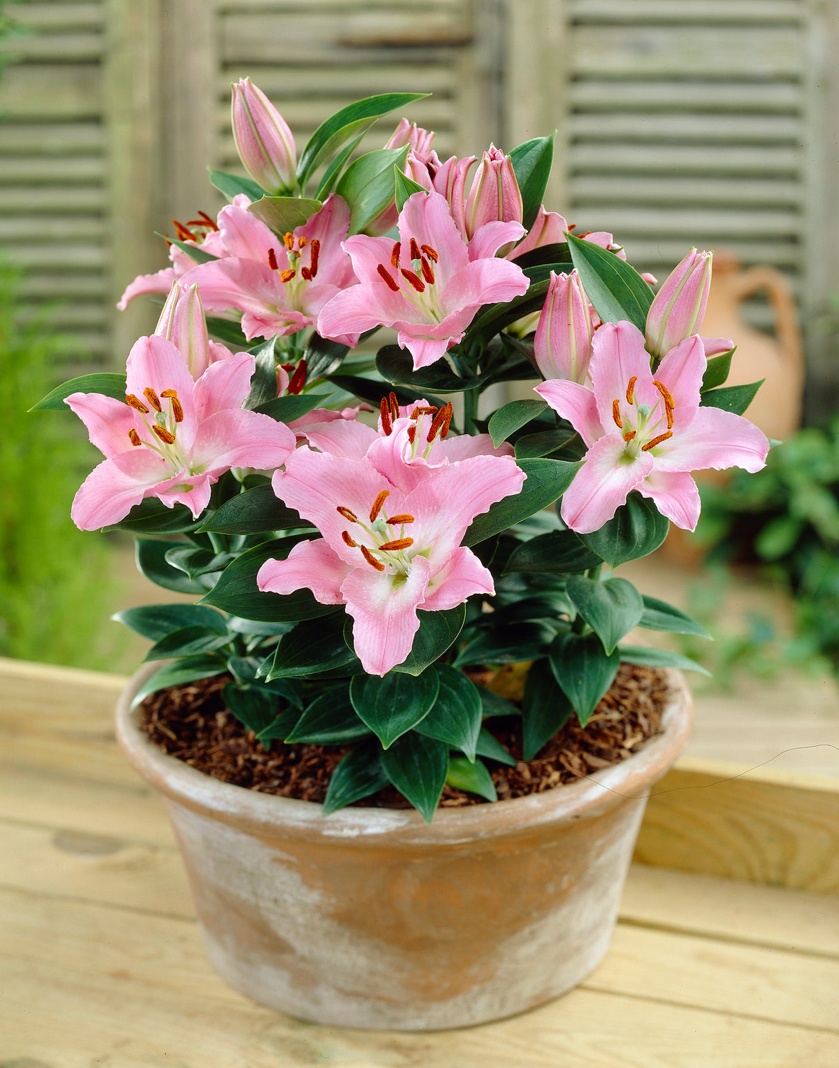 5 kpl Oriental-lilja ’Mona Lisa’