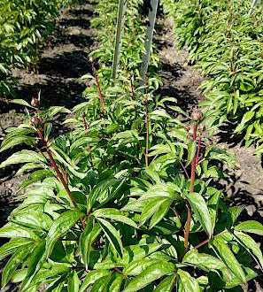1 kpl Kiinanpioni ’Albert Crousse’