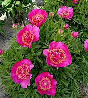 1 kpl Vuokkopioni ’Anemoniflora’