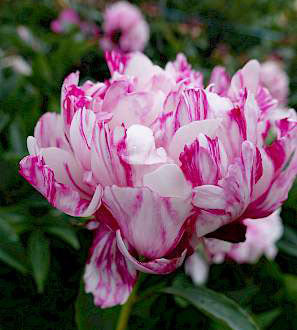 1 kpl Kiinanpioni 'Candy Stripe'