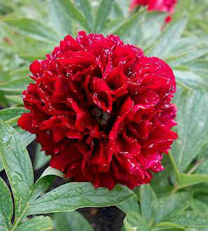 1 kpl Pioni 'Eliza Lundy'