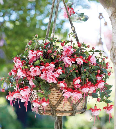 Puutarhurin perjantaipostia 6.3.2020