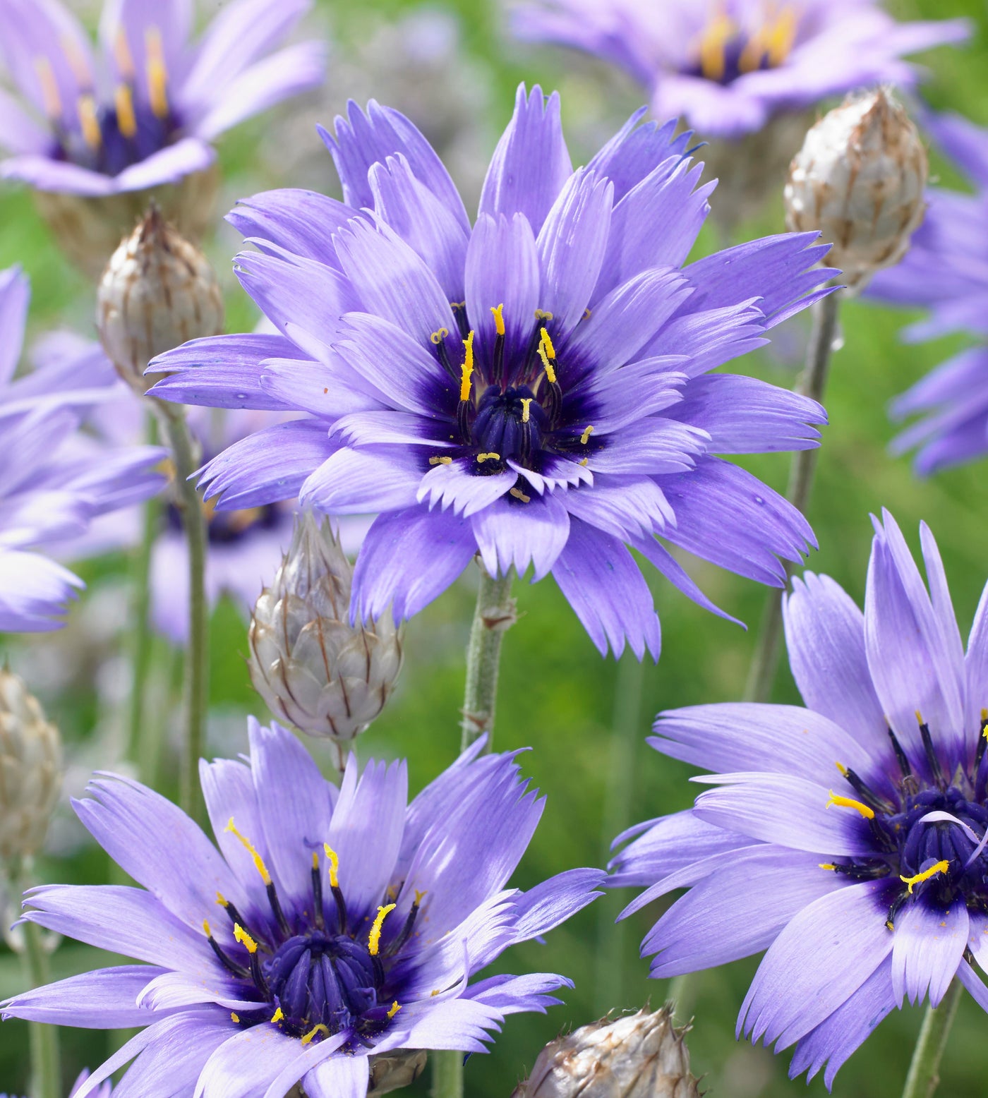 Sinikatanan istutus ja hoito-ohjeet