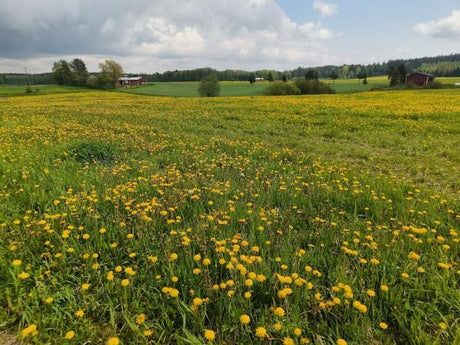 "Kukkia ja munkkeja päivä oli 🧡, raparperit kasvavat "kuin hullut", ajankohtaisia ötökkäuutisia ym. 30.5.2025