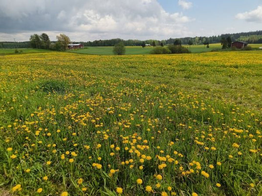 "Kukkia ja munkkeja päivä oli 🧡, raparperit kasvavat "kuin hullut", ajankohtaisia ötökkäuutisia ym. 30.5.2025