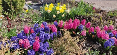 Puutarhurin perjantaipostia 15.5.2020