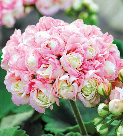 Puutarhurin perjantaipostia 28.2.2020