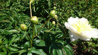 Puutarhurin Pionimaailma