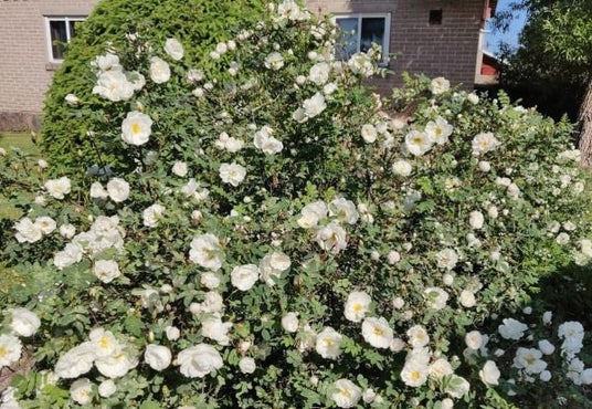 Puutarhurin juhannusterveiset 19.6.2020