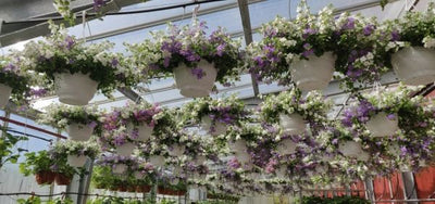 Puutarhurin perjantaipostia 22.5.2020