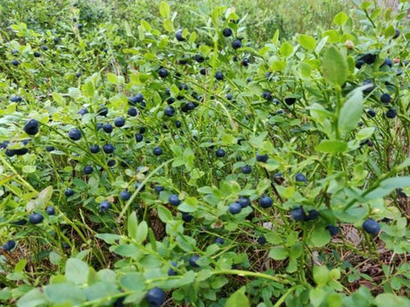 Puutarhurin perjantaipostia 24.7.2020
