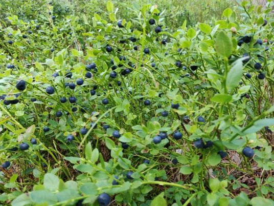 Puutarhurin perjantaipostia 24.7.2020