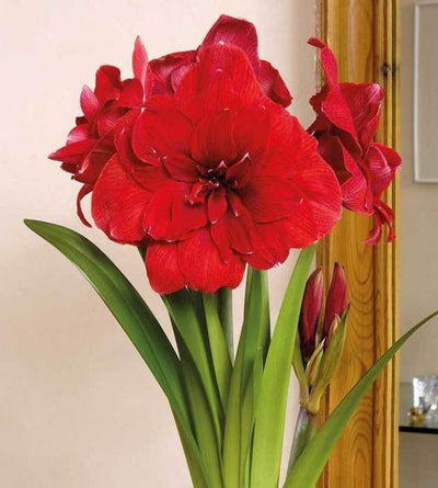 Puutarhurin parhaat Joulukukat 2019