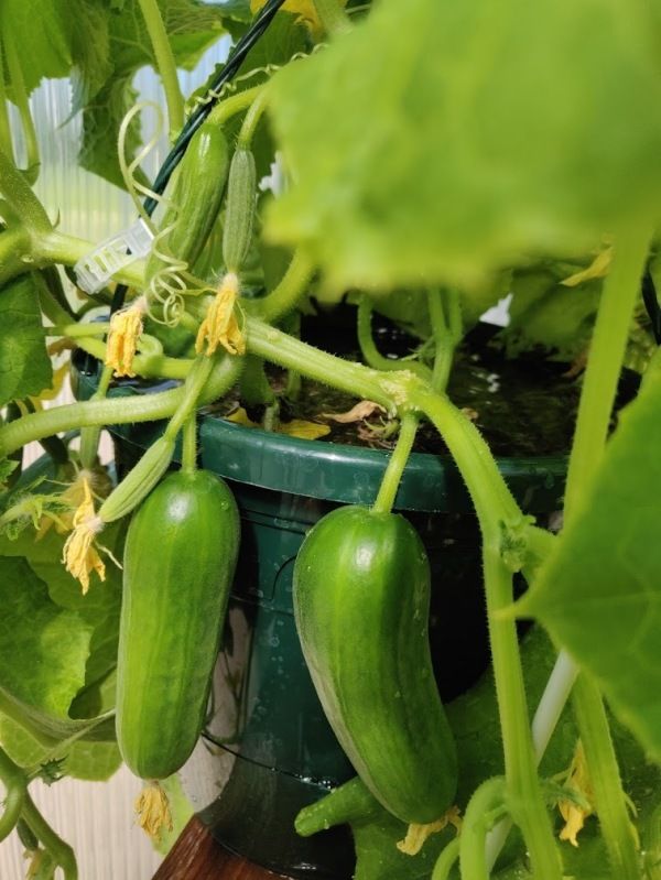 Puutarhurin perjantaipostia 26.6.2020