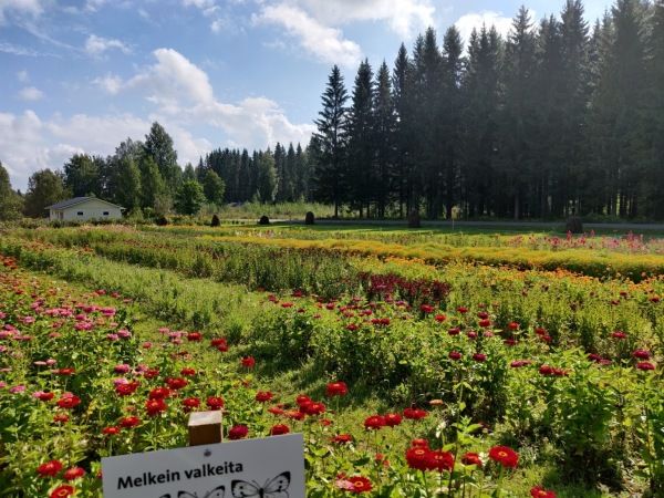 Puutarhurin Perjantaipostia 28.8.2020