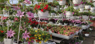 Puutarhurin perjantaipostia 29.5.2020