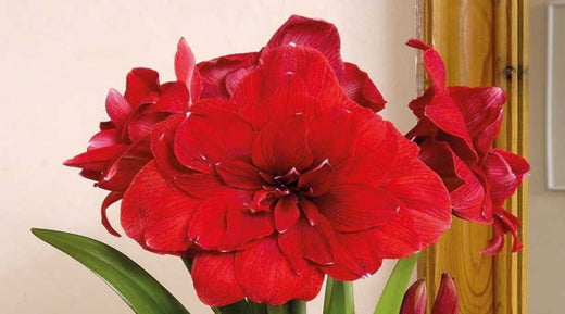 Amaryllis