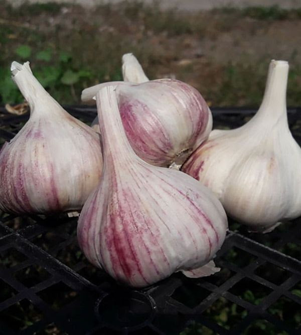 Puutarhurin perjantaipostia 6.9.2019