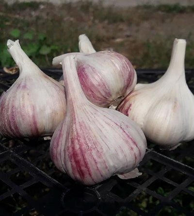 Puutarhurin perjantaipostia 6.9.2019