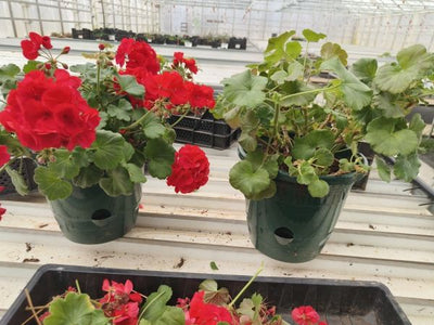 Pelargonien talvilepoleikkaus ja talvihoito, ei tautia vaan tricoa, jouluruusun kasvatusvinkit ym. 1.11.2024
