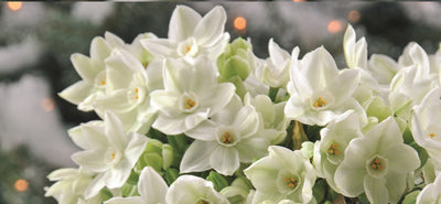 Tasetin istutus ja hoito-ohjeet