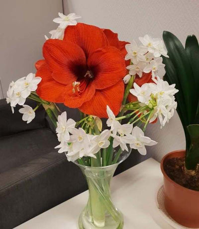 Puutarhurin perjantaipostia 29.11.2019