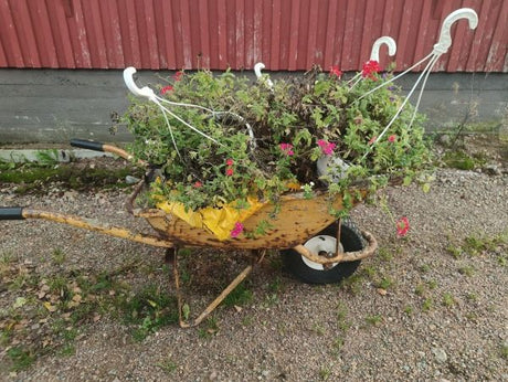 Pelargonien talvetus, istutuslämpötilan mittauksia, kukkaniitty - niitetään vai ei? , Leenan sieniopas ym. 26.9.2025
