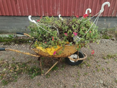 Pelargonien talvetus, istutuslämpötilan mittauksia, kukkaniitty - niitetään vai ei? , Leenan sieniopas ym. 26.9.2025