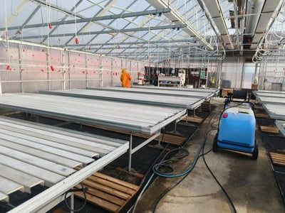 Saarni – lehtipuiden kuninkaallinen – mutta miksi?, Oppaasta oikeaa tietoa, Sunnuntaina köllötellään tuntia pidempään. ym. 24.10.2025