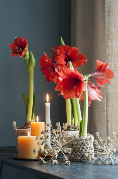 Puutarhurin perjantaipostia 20.12.2019