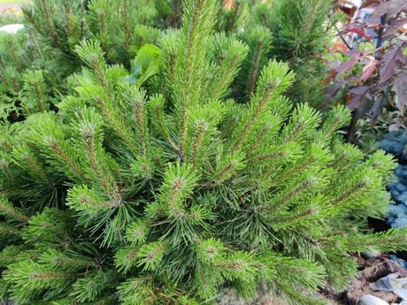 Kesäleikkauksia, talvivihtojen tekoa, syyslannoitus infoa, ym. 8.7.2022