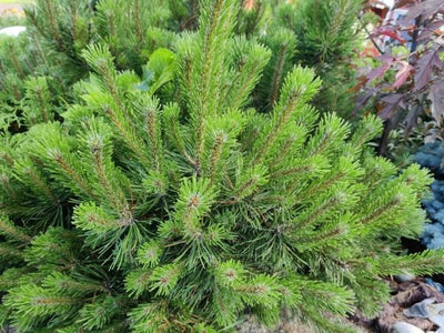 Kesäleikkauksia, talvivihtojen tekoa, syyslannoitus infoa, ym. 8.7.2022