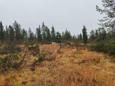 Lokakuisen puutarhan muistilista, haravoida vai ei?, pelargoneista pistokkaita, kukkahoroskooppi ym. 10.10.2025