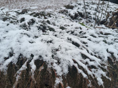 Kyllä se alastonimpi vaan oikein ennusti, Lokakuun ilmastohavaintoja – aika mielenkiintoisia juttuja, Joulukuusi juttuja – havaintoja ja kokemuksia ym 21.11.2025