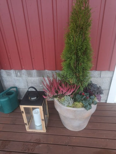 Valkosipulien loppukiri – nyt niitä toivottuja ”ruokasipuli” pusseja taas saa., Ennustiko alastonimpi taas oikein ensilumen? ym. 14.12.2025