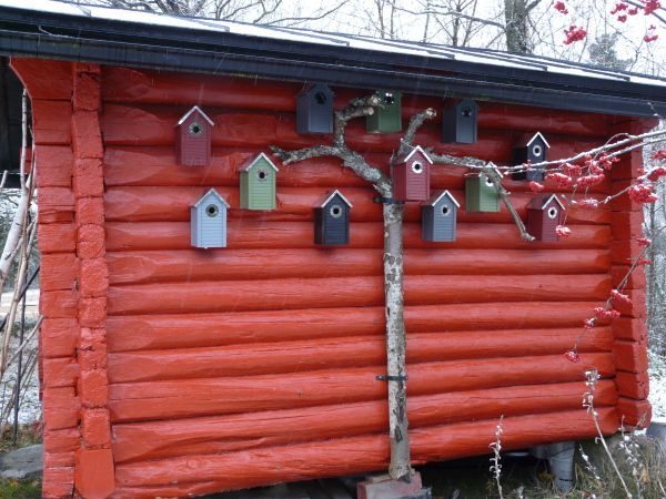 Työkalujen ja koneiden talvihuolto, joulukuusen kaato, talvisuojien oikea laittoaika, vaha-amarylliksien helppous ym. 8.11.2024