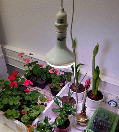 Puutarhurin Perjantaiposti 17.01.2020