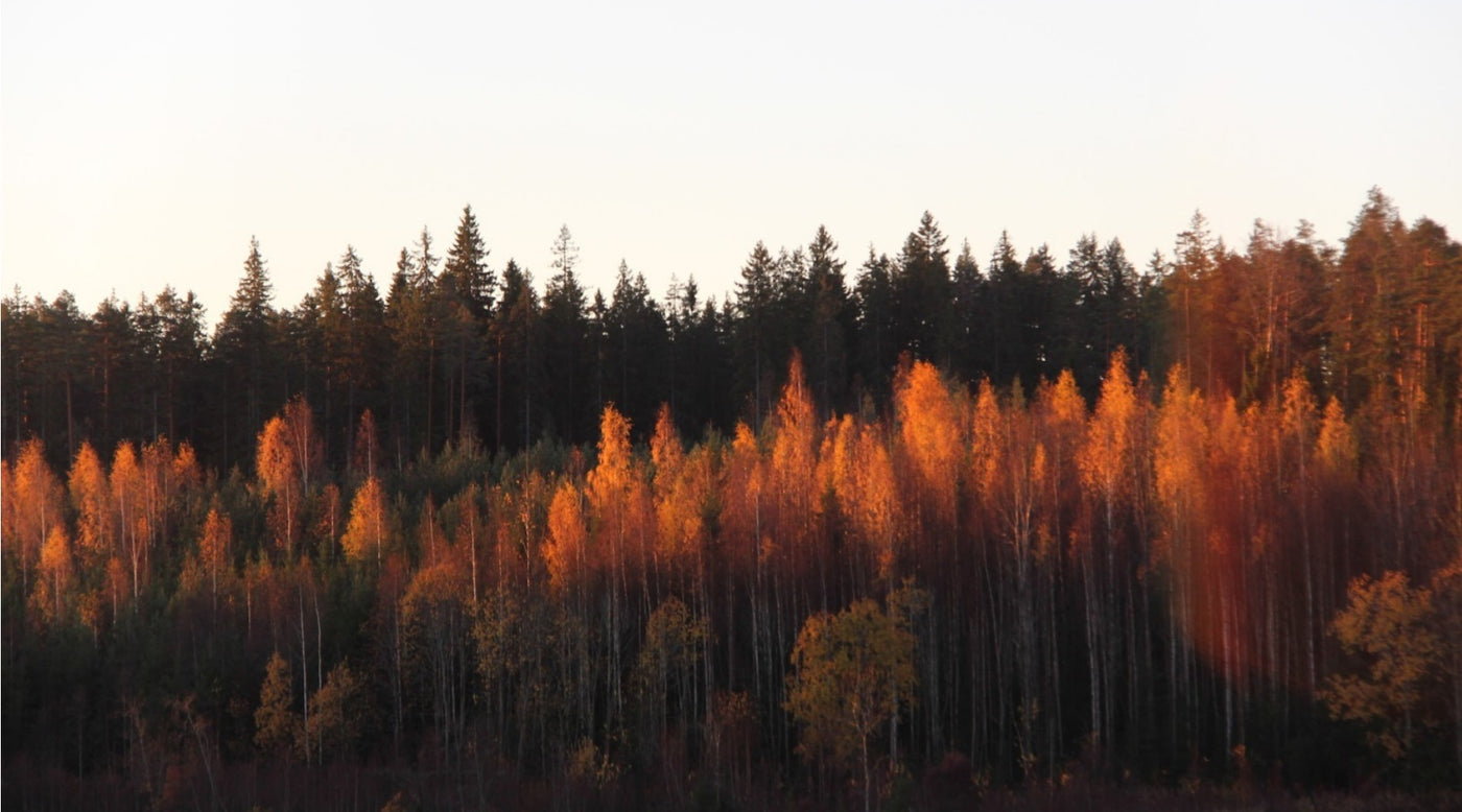 Mistä se ruska oikeastaan johtuu, Kukkaniityn hoito, Tricolla suojaat kukkasipulit kätevästi, ym. 29.9.2023