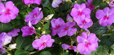 Ahkeraliisojen istutus ja hoito-ohjeet