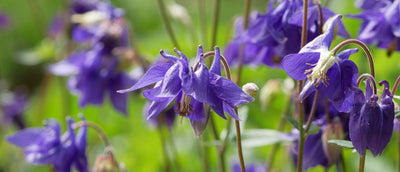 Akileijan istutus ja hoito-ohjeet