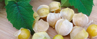 Ananaskirsikan istutus ja hoito-ohjeet