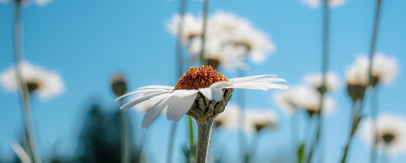 Atlaskakkaran istutus ja hoito-ohjeet
