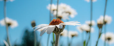 Atlaskakkaran istutus ja hoito-ohjeet