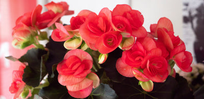 Begonian istutus ja hoito-ohjeet