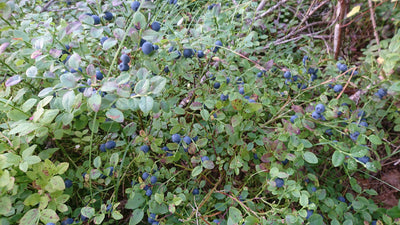 Puutarhurin Perjantaiposti 31.8.2018