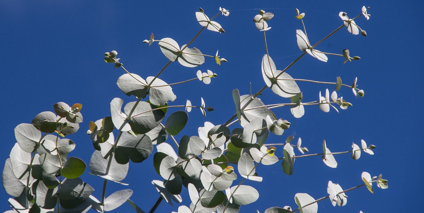 Eucalyptus istutus ja hoito-ohjeet
