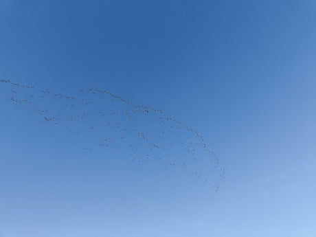 Kukkasipuleillekin lannoitetta, Luonto herää, niin herää ötökätkin, Latvontaa, ym. 1.5.2026