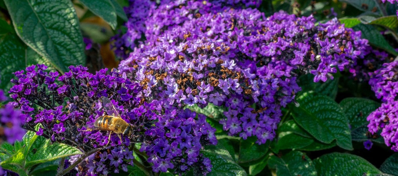 Heliotroopin istutus ja hoito-ohjeet