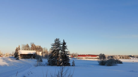 Shh... nyt ne ovat julki, Kasvilavawebinaari, Miksi lehdet pysyvät tiukasti kiinni, ym. 12.1.2024